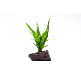 SubstrateSource Live Aquarium Plants on Driftwood, Lava Rock, Moss Mat - Freshwater Fish Tank Plants (Java Fern, Driftwood (Small))