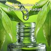 European Organic Certified Eucalyptus Essential Oil 30ml / 유럽 유기농인증