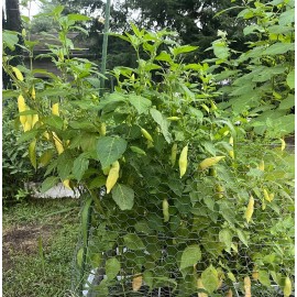 Sugar Rush Peach Pepper 15 seeds Spicy 🍑🌶Hot Rare -Non GMO- Organic-US Grown