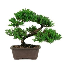 Tree Japanese Dwarf Juniper Bonsai Tree   GREAT GIFT !