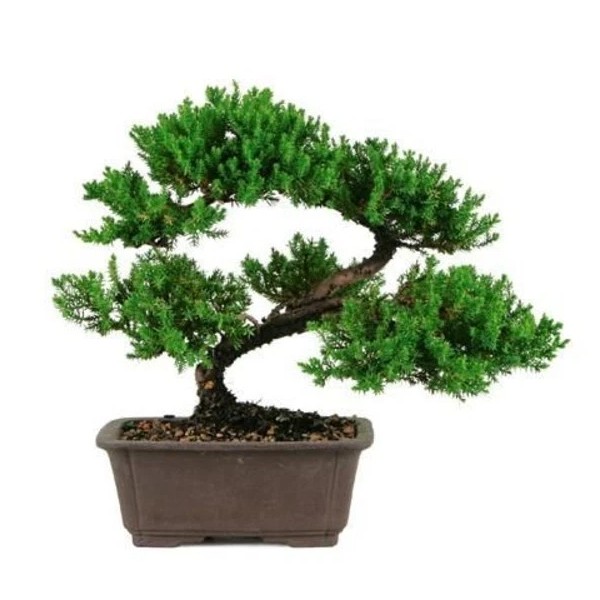 Tree Japanese Dwarf Juniper Bonsai Tree GREAT GIFT !