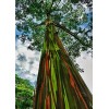 Buy Rare Seeds Eucalyptus deglupta | Rainbow-Eucaly