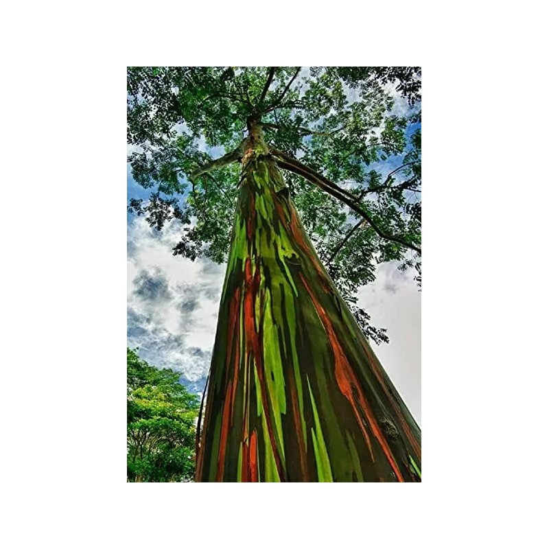 Buy Rare Seeds Eucalyptus deglupta | Rainbow-Eucaly