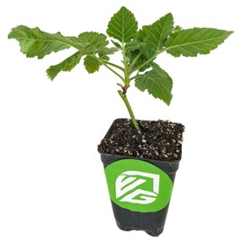 Prime-Ark Freedom BlackBerry - Rubus by Wellspring Gardens - Thornless, Easy-to-Grow, Exceptionally Juicy, Large Succulent Berries - Starter Plant