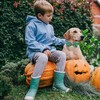 Bobo Rainbow Dog Collar Autumn Pet Collar Pumpkin Print Fall