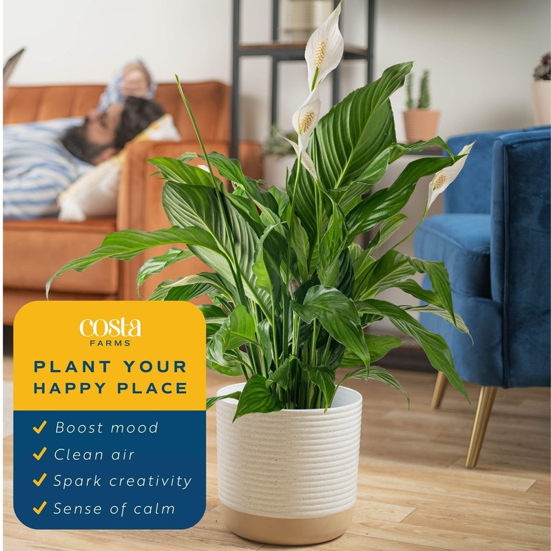 Costa Farms Peace Lily Live Plant in Decorative Pot, Air