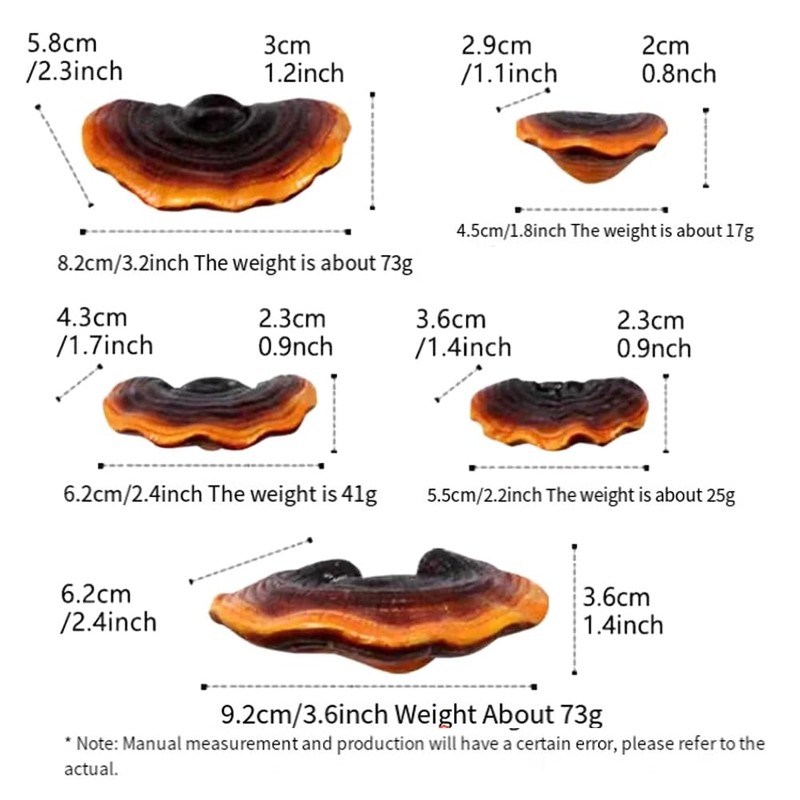 JAVERGGN Pack of 5 Mushroom Shelf Wall Decoration Small Wall
