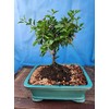 Indoorbonsaiandexotics Dwarf Barbados Cherry Tree in 6inch Pot Can be