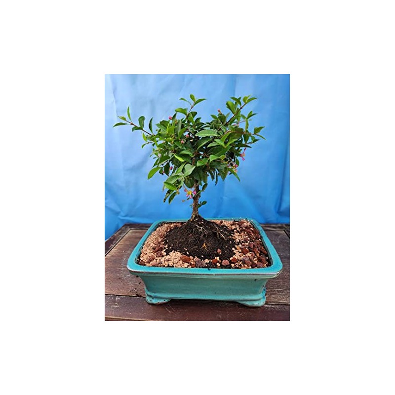 Indoorbonsaiandexotics Dwarf Barbados Cherry Tree in 6inch Pot Can be