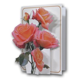 The Pictoria Press Pink Roses - a 3D Pop Up Greeting Card from