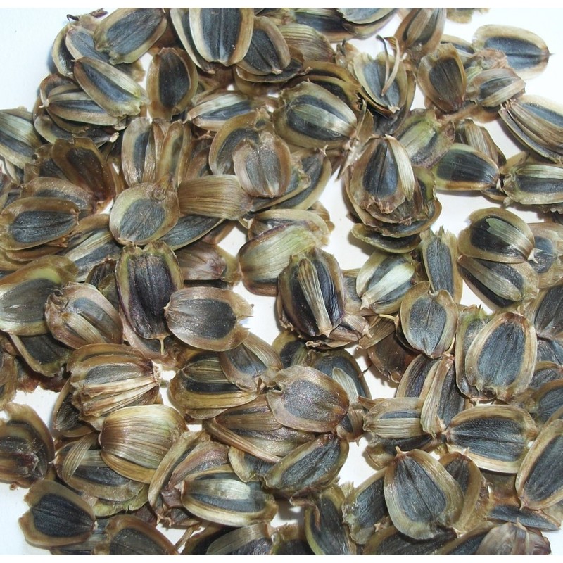 Compass Plant/Silphium laciniatum - 20 Seeds (Organically Grown)