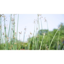 Withniture Outdoor Patio Dining Chairs, Cast Aluminum  Patio Chair Set 2 for Garden Bronze