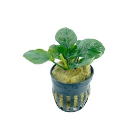 Anubias Barteri Round Leaves Live Aquarium Plants Potted for Freshwater Aquatic Plant BUY2GET1FREE