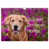 Golden Retriever Hailey Photo Calendar (Wall Calendar 2026 DIN A4