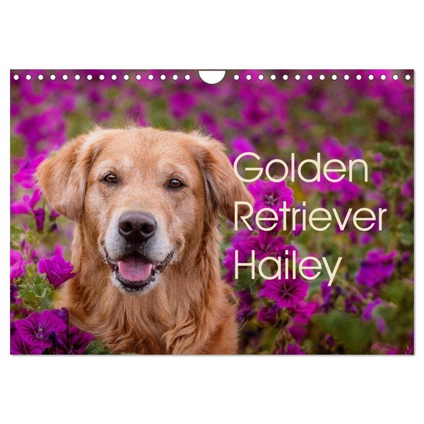 Golden Retriever Hailey Photo Calendar (Wall Calendar 2026 DIN A4