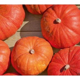 Cinderella Carriage Pumpkin Seeds