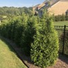 2.25 Gal Green Giant Arborvitae Shrub