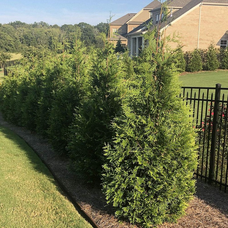 2.25 Gal Green Giant Arborvitae Shrub