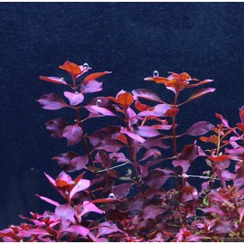 Ludwigia palustris red x1 Bunch - Live Aquarium Plant