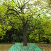 Landscape Tarp, 78.7"X78.7" Pruning Tarp with Hole, Bush Trimming Tarp,