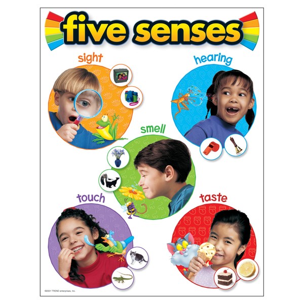TREND enterprises, Inc. Five Senses Learning Chart, 17" x 22"