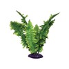 Komodo Boston Fern, 25 cm, Green