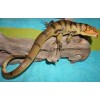 Tegu Lizard Replica - Brown - AAA Realistic PVC