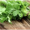 Fresh 300 Fresh Cilantro/Coria