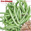 Treevale Contender Bush Bean SEEDS | Stringless, Early Contender, Green