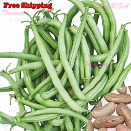 Treevale Contender Bush Bean SEEDS | Stringless, Early Contender, Green Bean Seeds - 15 Seeds No Tracking