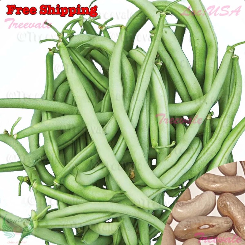 Treevale Contender Bush Bean SEEDS | Stringless, Early Contender, Green