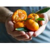 Tree Kishu Mandarin Tree (Seedless) - 24-36" Tall - Live