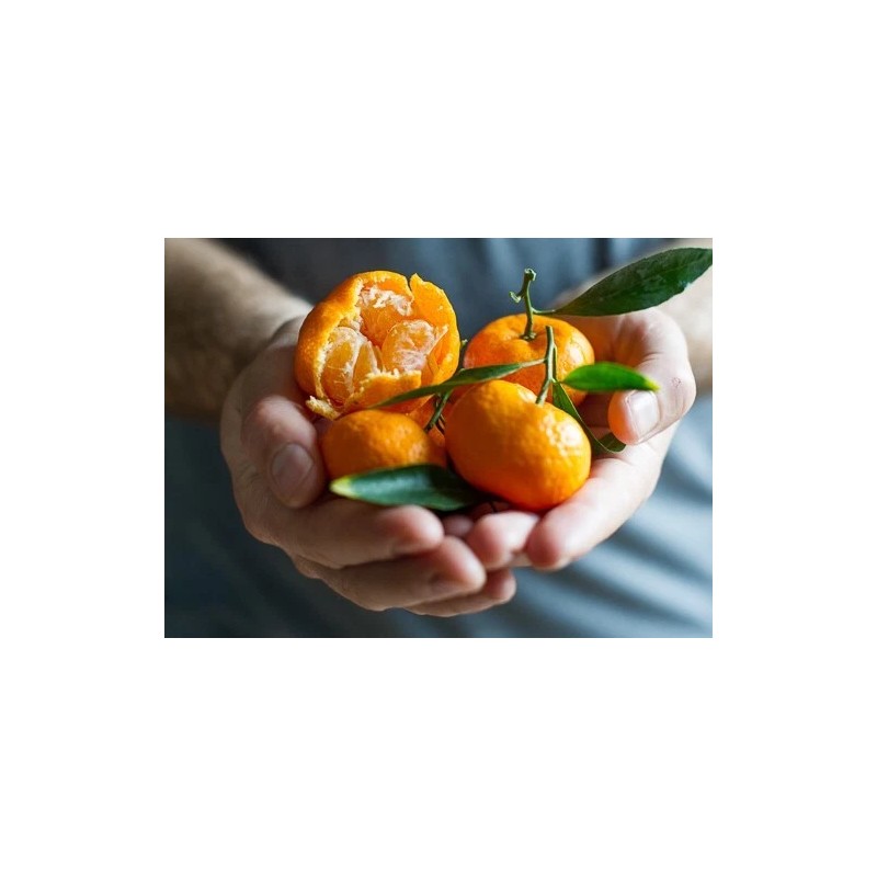 Tree Kishu Mandarin Tree (Seedless) - 24-36" Tall - Live