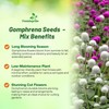 Outsidepride Salmon Gomphrena Seeds - 2000 Pcs Annual, Heat &