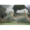 Pampas Grass | Cortaderia Selloana | 3 Live Plants |