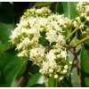 Buy Rare Seeds Hovenia dulcis | Japanese Raisin Tree |