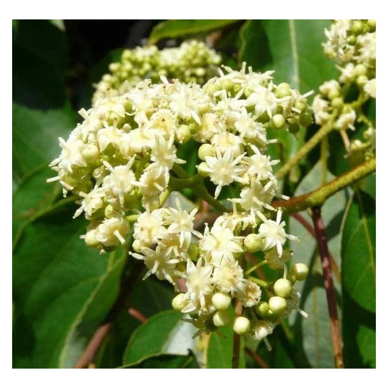 Buy Rare Seeds Hovenia dulcis | Japanese Raisin Tree |