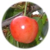 Cherry Blossom Seedling, 5.3 inches (13.5 cm) Pot, Seedling, Cherry