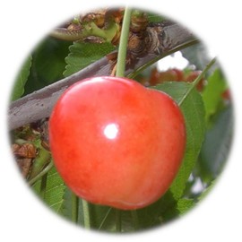 Cherry Blossom Seedling, 5.3 inches (13.5 cm) Pot, Seedling, Cherry Blossom