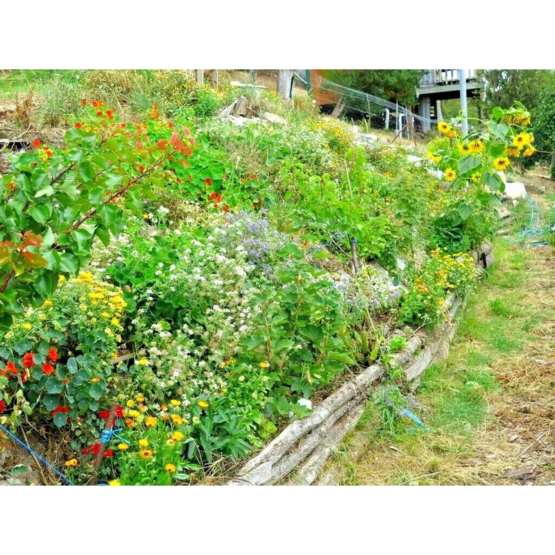 Little Seed Store 2001+BENEFICIA