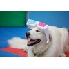 Petface Retro 3D Glasses Plush Dog Toy