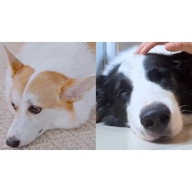 Daily PRE PROBIOTICS Food Treats Chews FOR DOG HEALTHY DIGESTION GUT SUPPORT