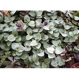 Dwarf Bolivian Wandering Jew Tradescantia Minima Callisia Repens 10 Cuttings