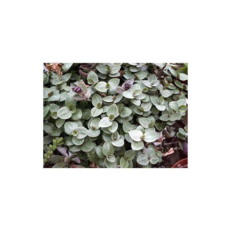 Dwarf Bolivian Wandering Jew Tradescantia Minima Callisia Repens 10 Cuttings