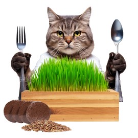 CALI KIWI PROS Organic Indoor Cat Grass Kit – Handcrafted Cedar Planter with Fast-Growing Wheatgrass for Cats - Enjoy Hairball Remedy with Our Pet-Friendly Cat Grass Planter (Natural)
