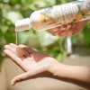Shampoo de Aloe Vera Orgánico Organic Aloe Vera Shampoo Body