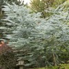 Outsidepride 50 Seeds Perennial Eucalyptus Silver Dollar Tree Seeds for