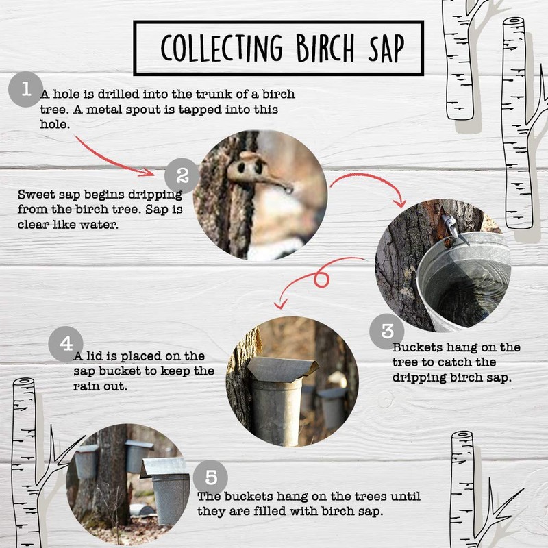 Patz Birch Sap Water 32 Ounce Jar Tapped from Wisconsin