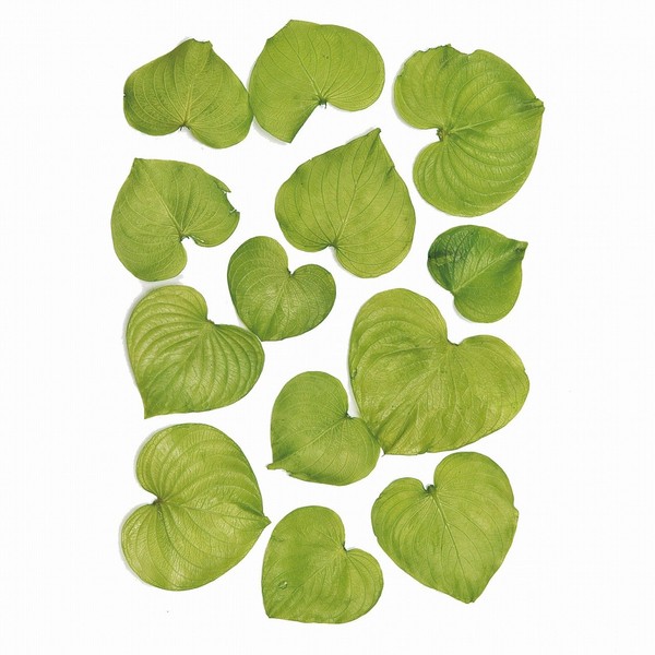 Daichi Farm DO003700-721 Preserved Flowers, Heart Leaf Preserved, Lime Green,