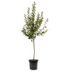 Fuji Apple Tree, Premier Size, Fruits 2 Years Faster, Largest
